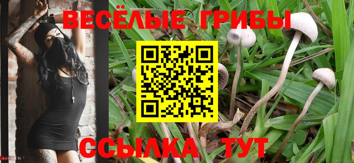 Галлюциногенные грибы прущие грибы Калач-на-Дону